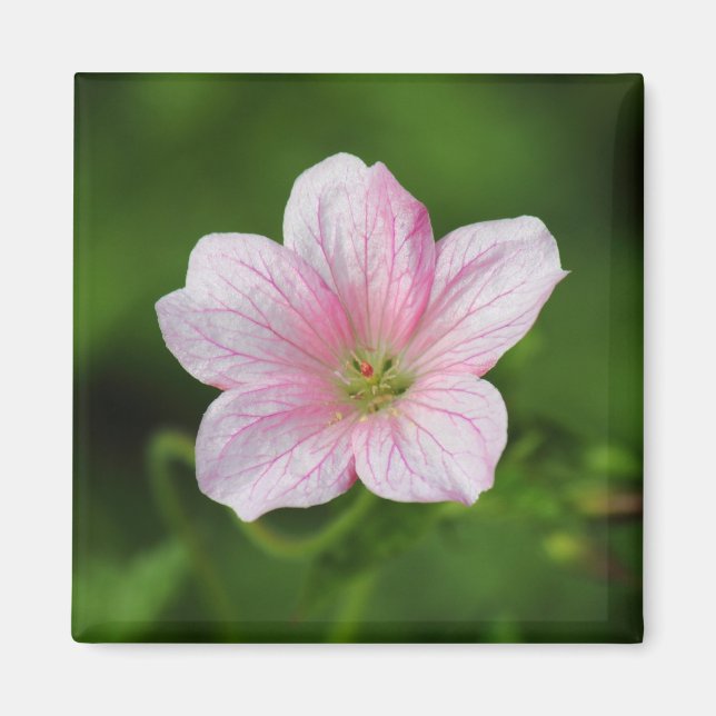 Geranium Magnet (Front)