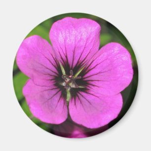 Geranium Magnet