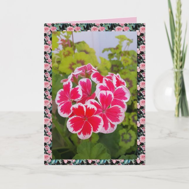 Geranium Pelargonium Flower Garden Carte florale (Devant)
