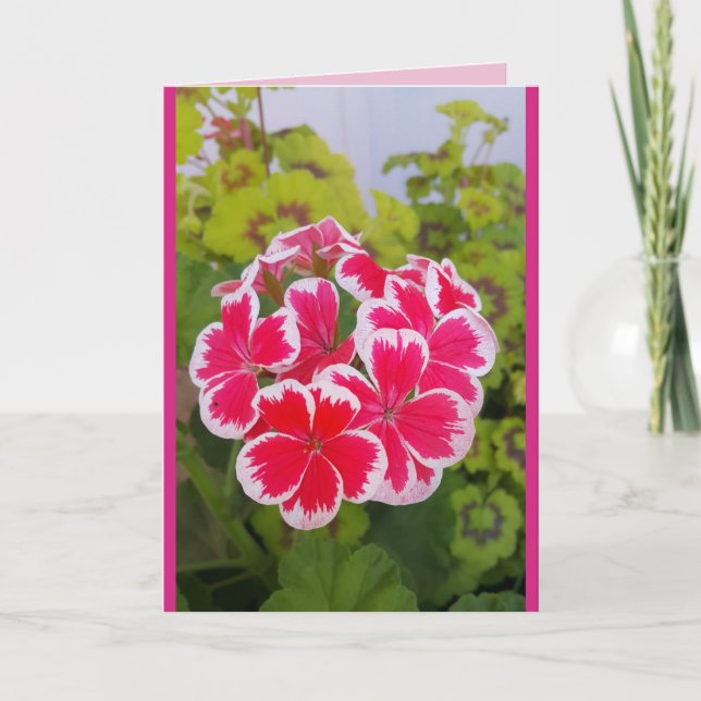 Geranium Pelargonium Flower Garden Carte florale (Devant)