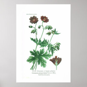 Geranium platypetalum poster