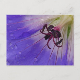 Geranium Postcard