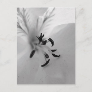 Geranium Postcard B&W