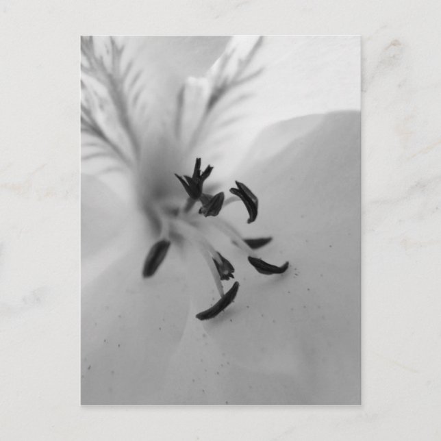 Geranium Postcard B&W (Front)