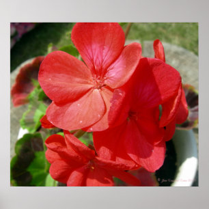 Geranium Poster