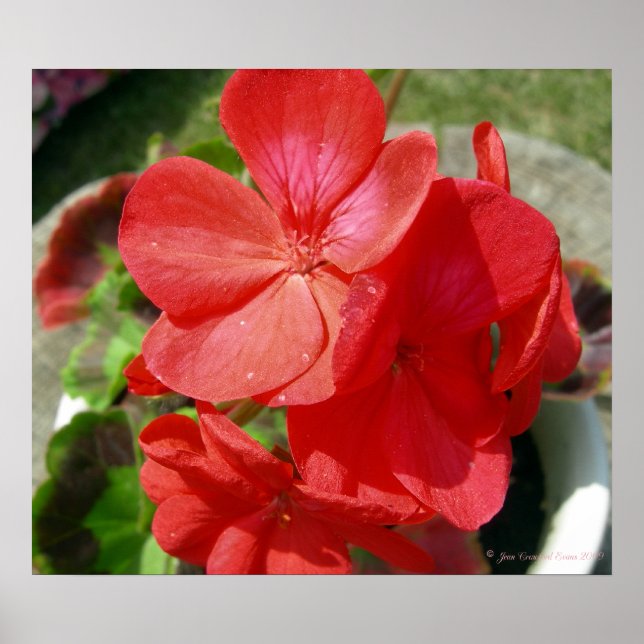 Geranium Poster (Front)