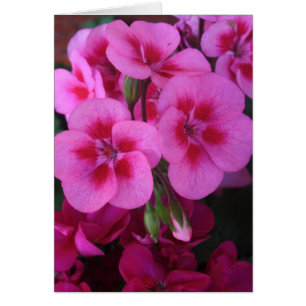 Geranium rose Peppermenthe 2