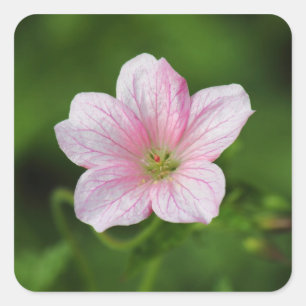 Geranium Square Sticker