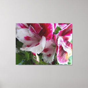 Geranium Stretched Canvas Print