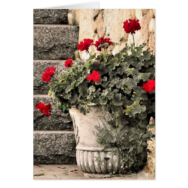 Geraniums (Devant)