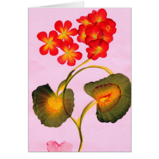 GERANIUMS