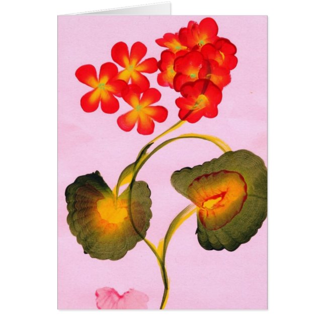 GERANIUMS (Front)