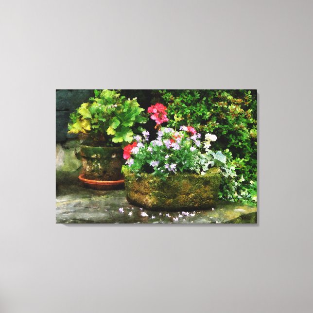 Geraniums and Lavender Flowers Canvas Print (Front)