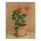 Geraniums in a Pot, c.1905 (oil on canvas)