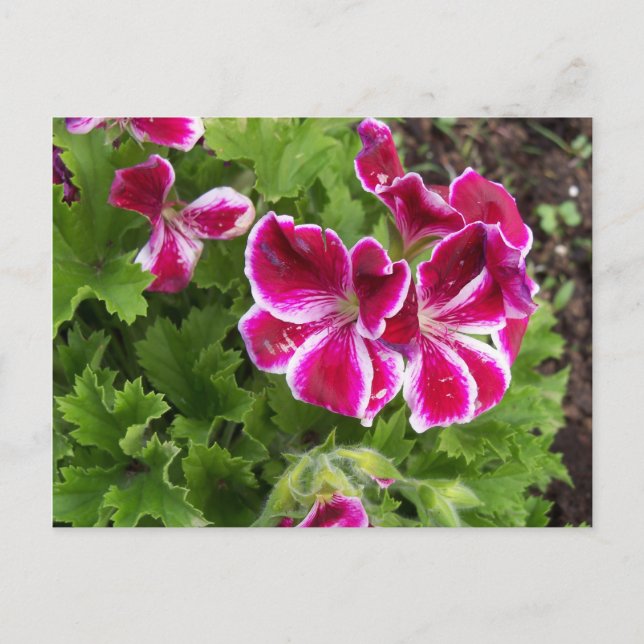 Geraniums Postcard (Front)