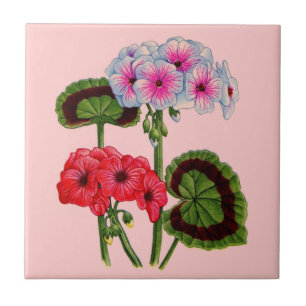 geraniums tile