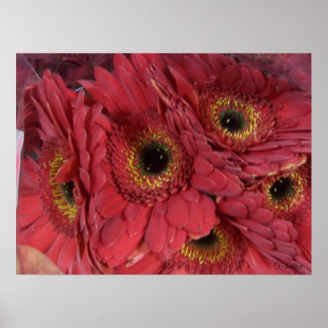 Gerber Daisies Poster (Front)