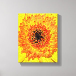 Gerber Daisy Canvas Print