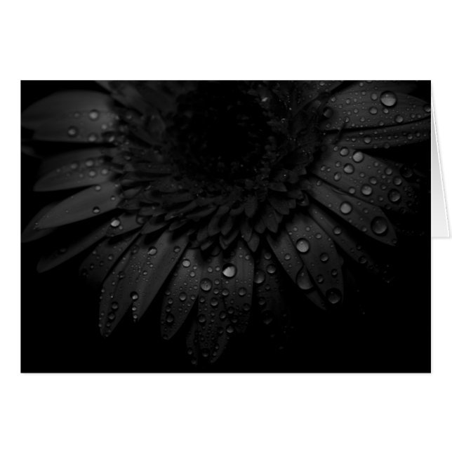 Gerber Daisy Close Up With Water Droplets (Front Horizontal)