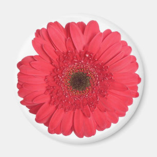 Gerber Daisy Magnet