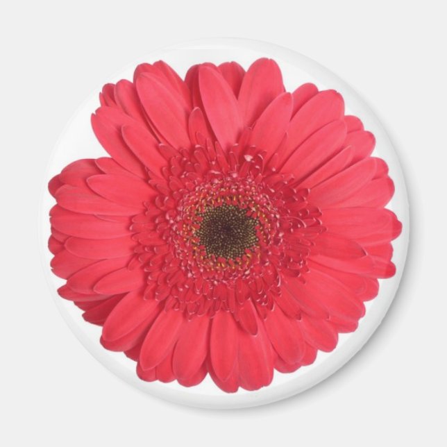 Gerber Daisy Magnet (Front)