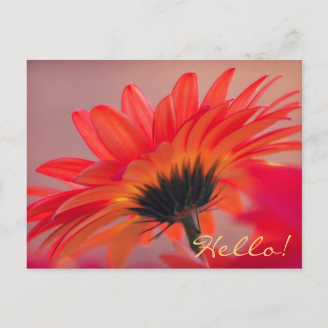 Gerber Daisy Photo Postcard (Front)