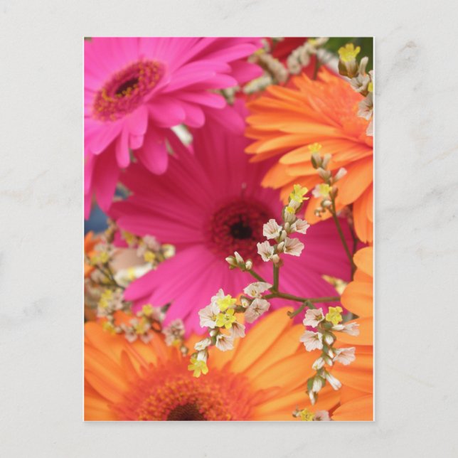 Gerber Daisy Postcard (Front)