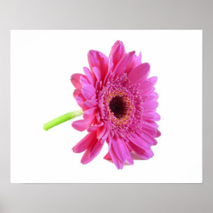 Gerber Daisy Poster Print