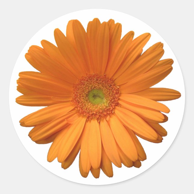 Gerber Daisy sticker (Front)