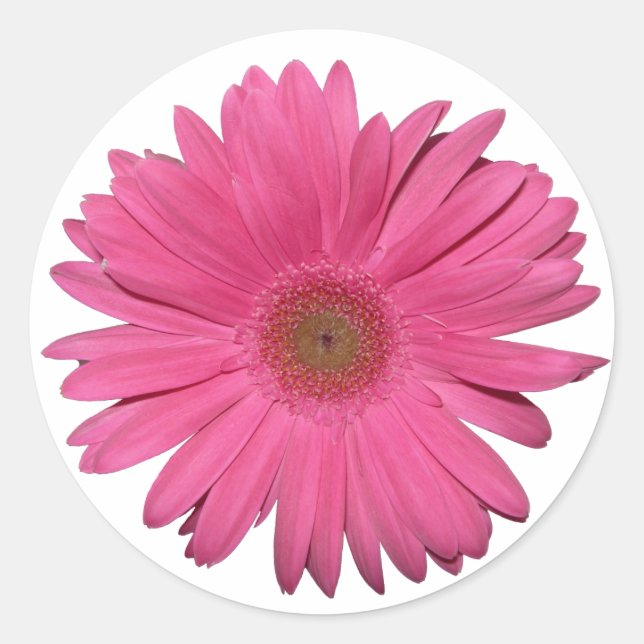 Gerber Daisy sticker (Front)