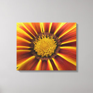 Gerber Daisy Up Close and Personal Canvas