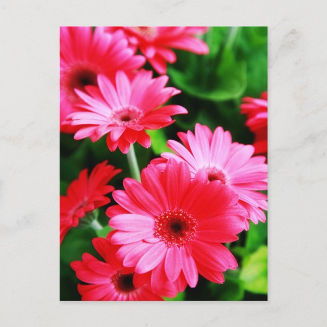 Gerber Postcard (Front)