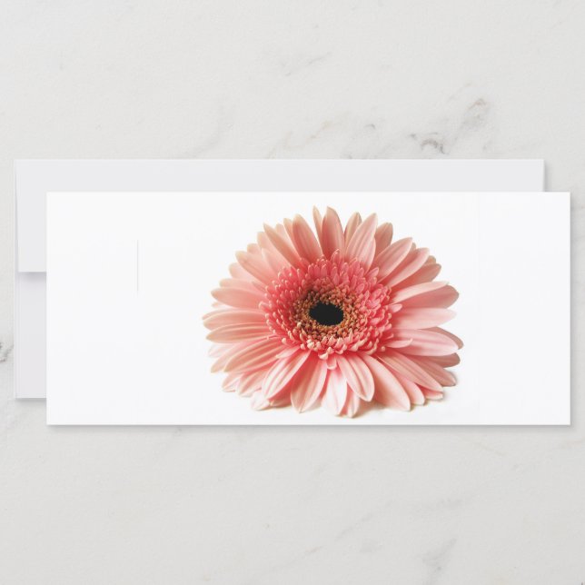 Gerbera (Front)
