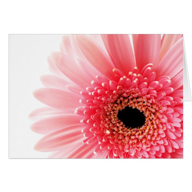 Gerbera (Front Horizontal)