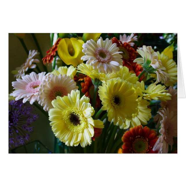 Gerbera (Front Horizontal)