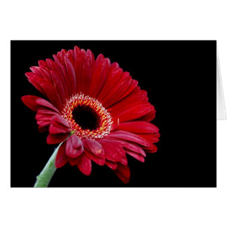 Gerbera Card