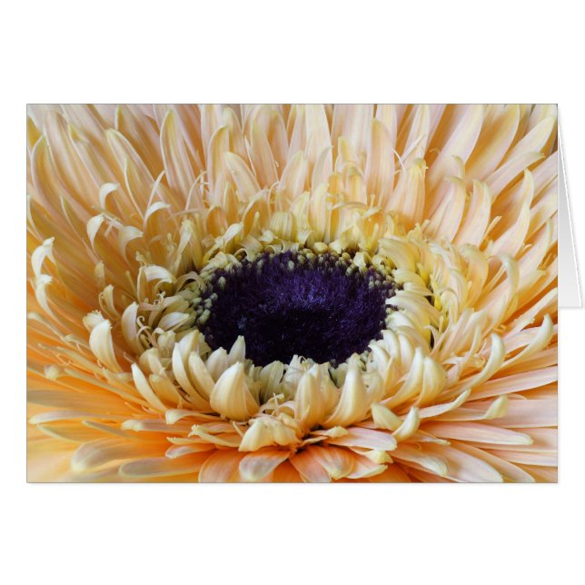 Gerbera cards, Apricot (Front Horizontal)