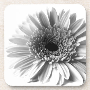 Gerbera Coaster