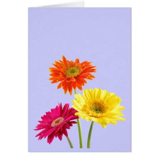 Gerbera Daisies Card