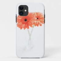 Gerbera Daisies, Orange