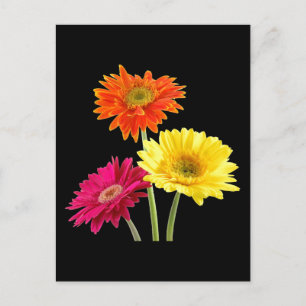 Gerbera Daisies Postcard