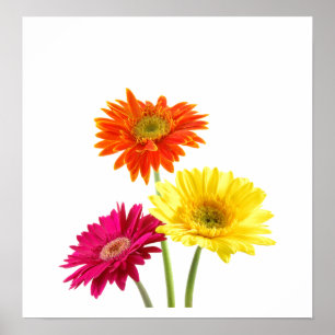 Gerbera Daisies Poster