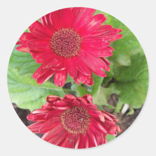 Gerbera Daisies Stickers