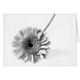 Gerbera Daisy