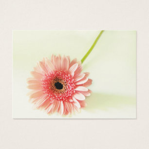 Gerbera Daisy