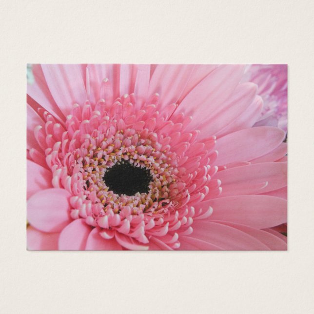 Gerbera Daisy (Front)