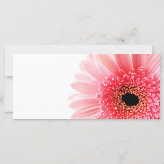 Gerbera Daisy (Front)