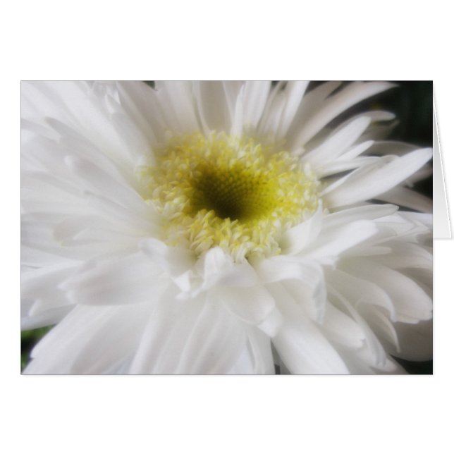 Gerbera Daisy 13 (Front Horizontal)