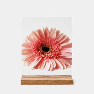 Gerbera Daisy Acrylic Sign