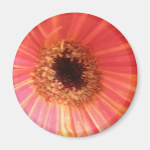 Gerbera Daisy Aimant Fleur